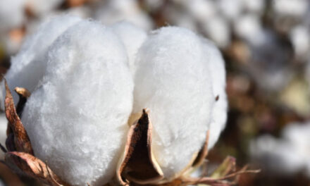 Cotton Proves as a Sustainable Advanced Textiles Product