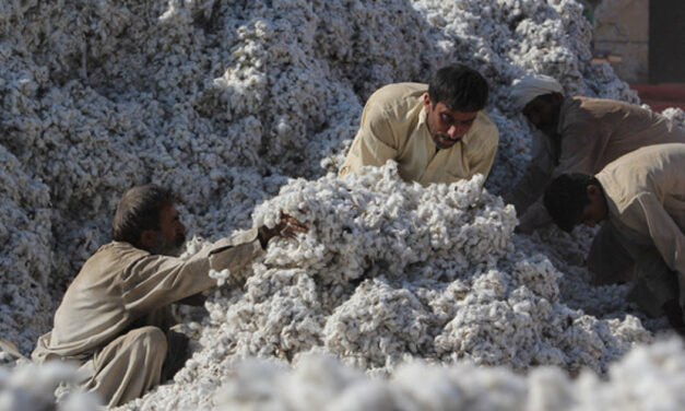 Pakistan’s cotton arrivals fall 40% in August-November 2022