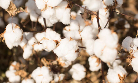 Textiles sector seeks stimulus, removal of cotton import duty