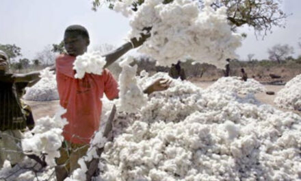 Brazilian cotton has significantly increased its market share in China