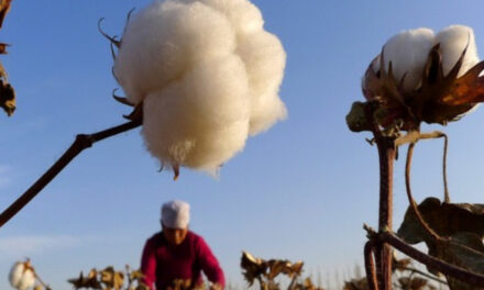 Climate-smart agriculture helps more than double Azerbaijan’s cotton production