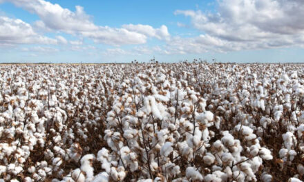 Cotton Australia seeks nominations for 2023 industry awards