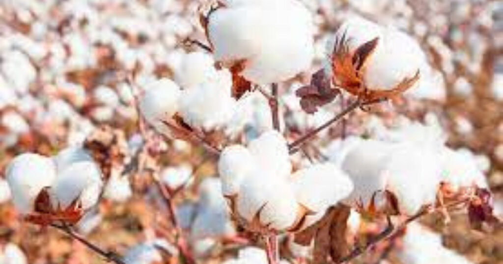 MCX cotton futures trading new contract specifications to benefit all