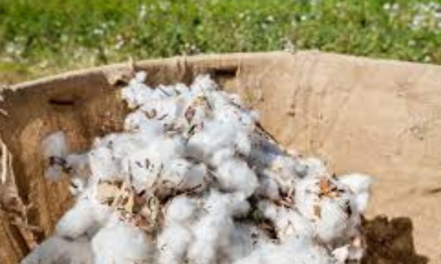 Brazilian cotton prices stable in Feb despite inter-harvest period