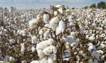 Brazil is the second largest cotton supplier to China with a 29% share