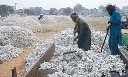 Pakistan’s cotton arrivals drop by 34% to 4.9 lakh bales this season