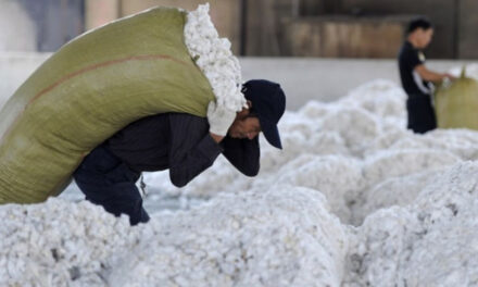 Vietnam’s cotton import from Argentina increased; garment exports rise too