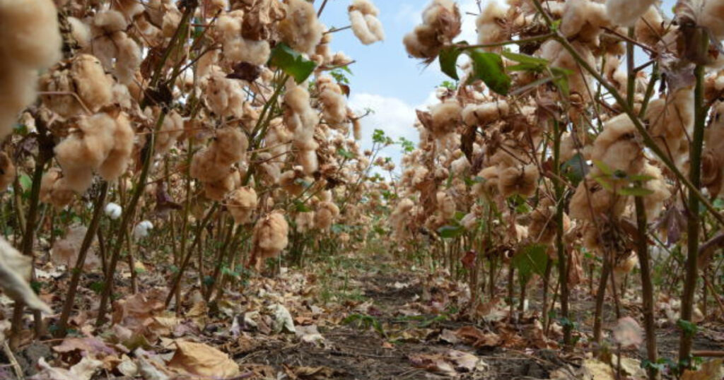 Brazilian cotton exports to Bangladesh rise in value, decrease in