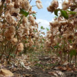 Brazilian cotton exports to Bangladesh rise in value, decrease in volume in ’22