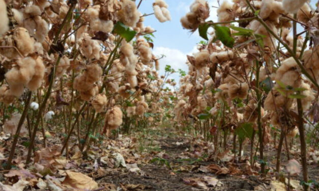Brazilian cotton exports to Bangladesh rise in value, decrease in volume in ’22