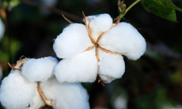 Inconsistent movement in global cotton prices over the past month: Cotton Inc.
