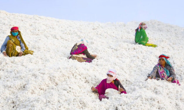 India’s cotton exports at 18-year low due to fall in production