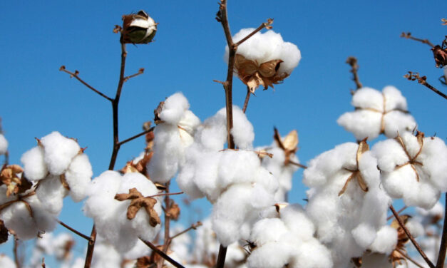 China overtakes India to become top buyer of Egyptian cotton in 2022