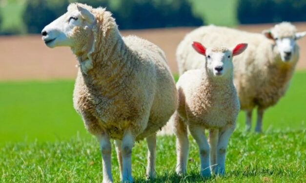Nike is committed to the Responsible Wool Standard