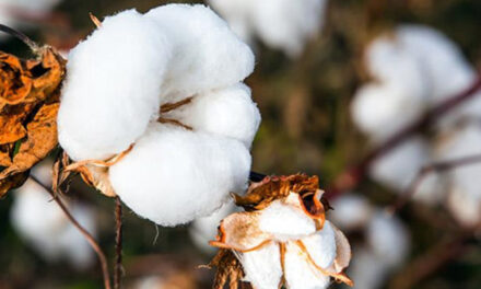 US cotton production forecast to reach 16.5 mn bales in June 2023