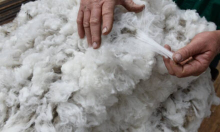 Australian wool market sees strong gains amid tight supply