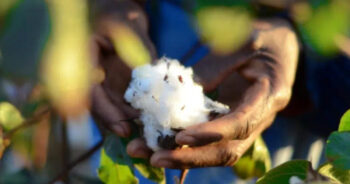 Better Cotton makes a UN commitment before introducing a traceable solution