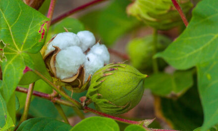 Sircilla’s green cotton briefs all set to enter US markets
