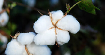 Kenya to leverage Bt cotton to revive textile-apparel sector