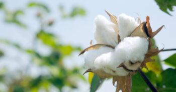 SIMA refutes CAI’s cotton crop estimate of 311 lakh bales for the season 2022-23