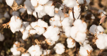 Tamil Nadu seeks immediate quota for duty-free cotton imports