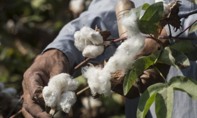 Global cotton market is facing decline in production and consumption