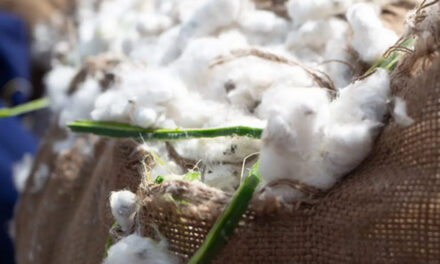 International Cotton Association and TextileGenesis sign a MoU