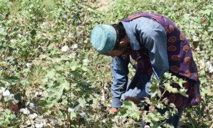 Sustainable cotton farming takes root in Pakistan with Premium Organic Cotton Project