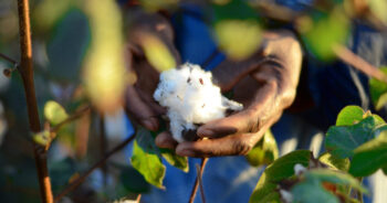 Better Cotton expands in West Africa with New Côte d’Ivoire Programme