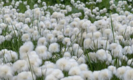 Cotton demand issue dominates the textile ecosystem