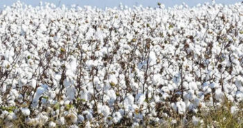 Decline in domestic cotton production, foreign dependence on raw materials may increase
