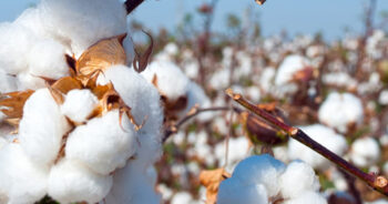 Brazil sets record production of cotton in 2022-23 as global supply increases