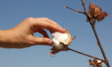 Growing interest among youth to find advanced applications for cotton