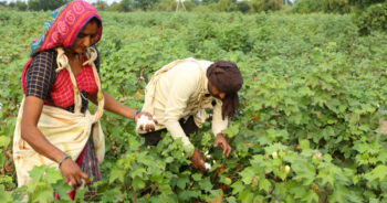 Indian cotton planting projects may decline by 10% in 2024