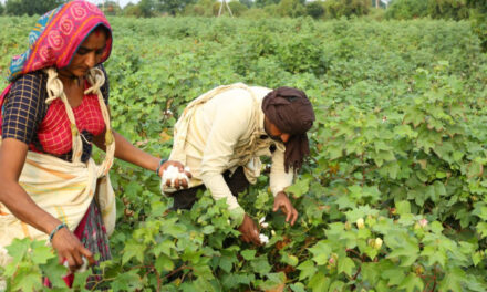 Indian cotton planting projects may decline by 10% in 2024