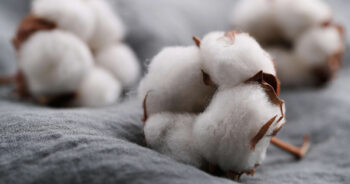 The Cotton Corporation of India purchases more than 19 lakh cotton bales