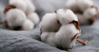 The Cotton Corporation of India purchases more than 19 lakh cotton bales