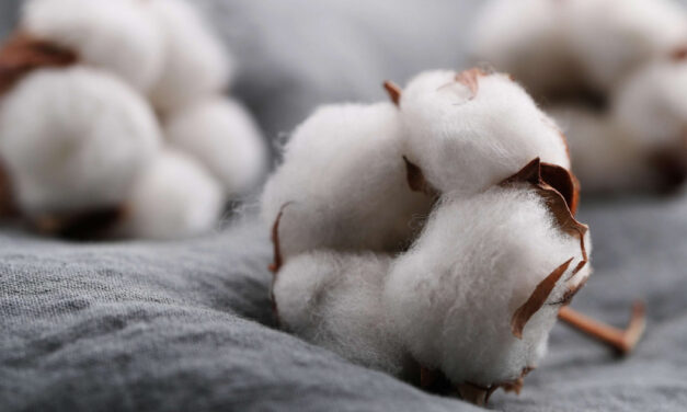 The Cotton Corporation of India purchases more than 19 lakh cotton bales