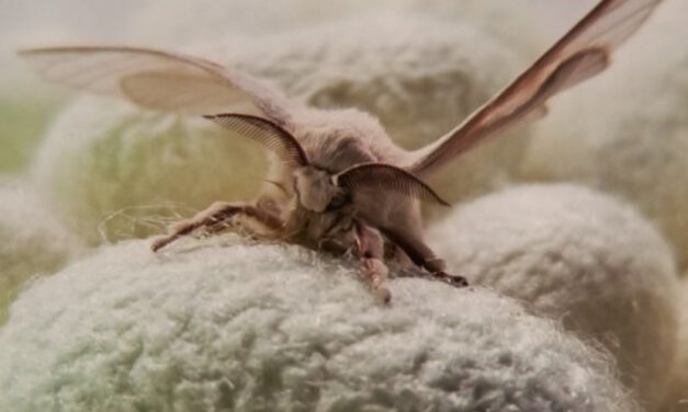 Kraig Labs opens spider silk production facility in Vietnam