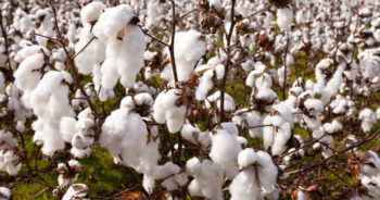 Brazilian cotton prices declined in mid-March due to reduced market liquidity