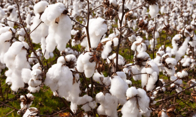 Brazilian cotton prices declined in mid-March due to reduced market liquidity