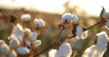 Rely on Textile Ministry cotton balance sheet