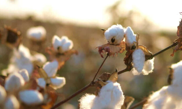 Rely on Textile Ministry cotton balance sheet