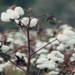 Pressure continues on ICE cotton, market has reduced previous gains