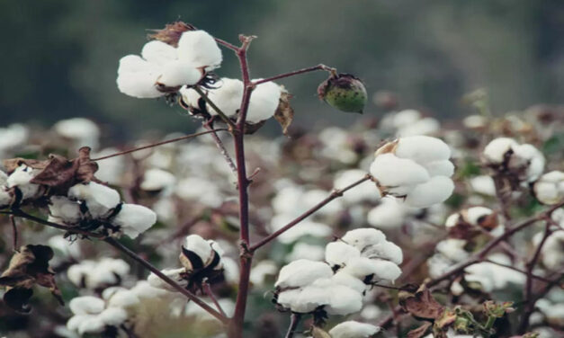 Pressure continues on ICE cotton, market has reduced previous gains
