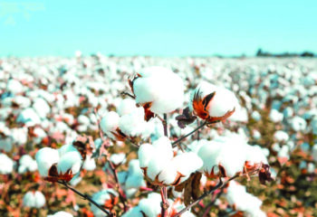 Textile exports dip due to high cotton cost