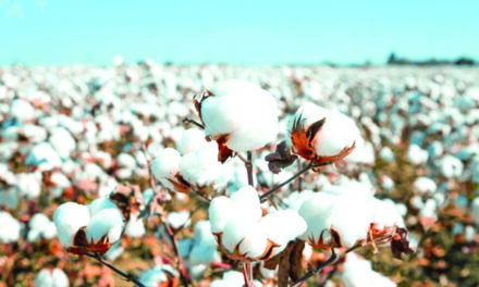 Textile exports dip due to high cotton cost