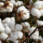 India’s cotton exports surge in 2023-24 season