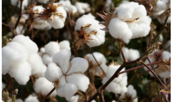 India's cotton exports surge in 2023-24 season