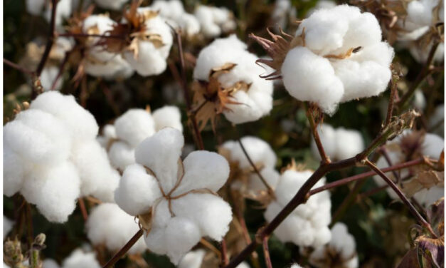 India’s cotton exports surge in 2023-24 season